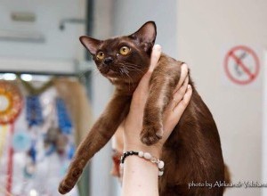 11-12.11.2017 International Cat Show 