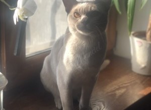 11.12-12.12.2021 Международная выставка кошек - 3 оценки! ПФЦ 