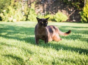 14 - 15.10  International Cat Show PFC 