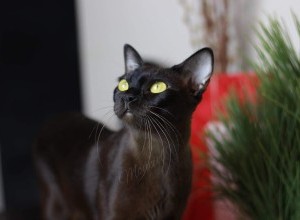 01-02.06.2019 International Cat Show, Kiev - WCF