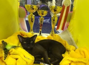 17.09-17.09.2017 Международная выставка кошек 