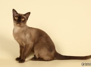 22-23.09.2018 International Cats Ball - Kiev - FAU/WCF