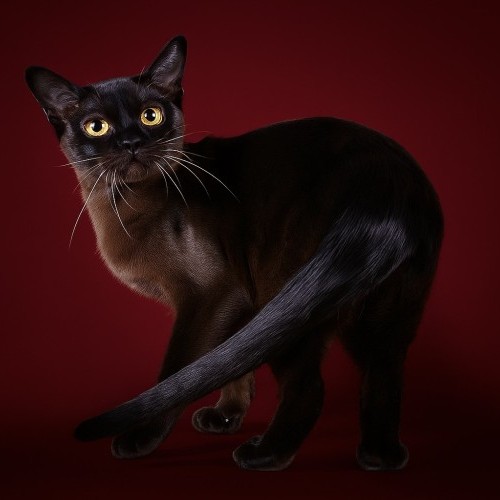 Ulissa Ocean Eyes *UA