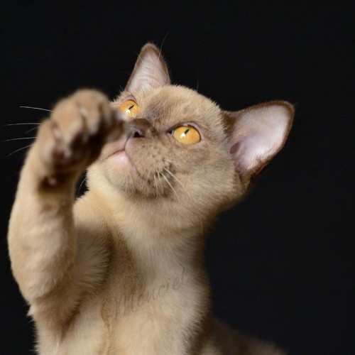 UA* Monciel Leader Aleya