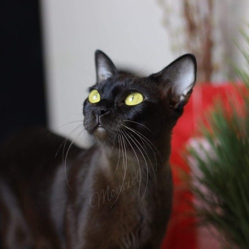 UA* Monciel Leader Naomi