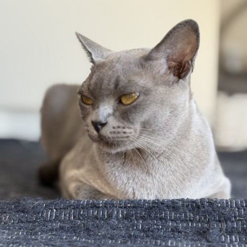 UA* Monciel Odgi (Misha)