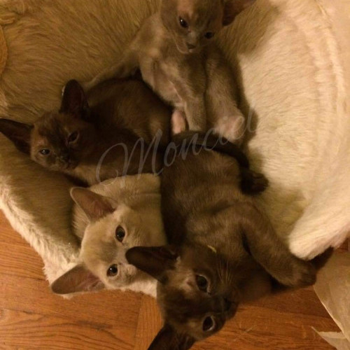 Котята